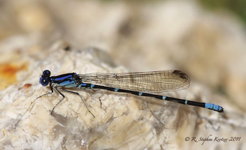 Argia sedula, male